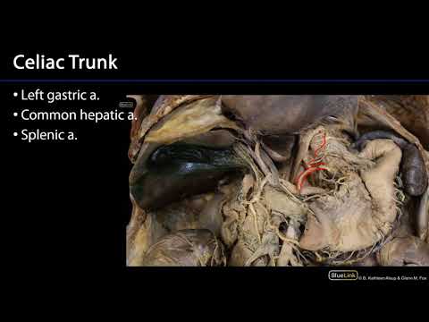 Celiac Trunk   Stomach, Liver, and Spleen SDV