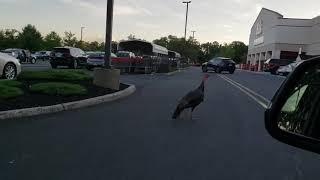 Man finds a crazy turkey at BJ’s