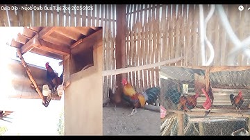 Qaib Dib - Noob Qaib Qus Tuaj Zoo 2025-2026