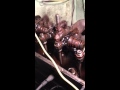 1950 chevy 235 lifters