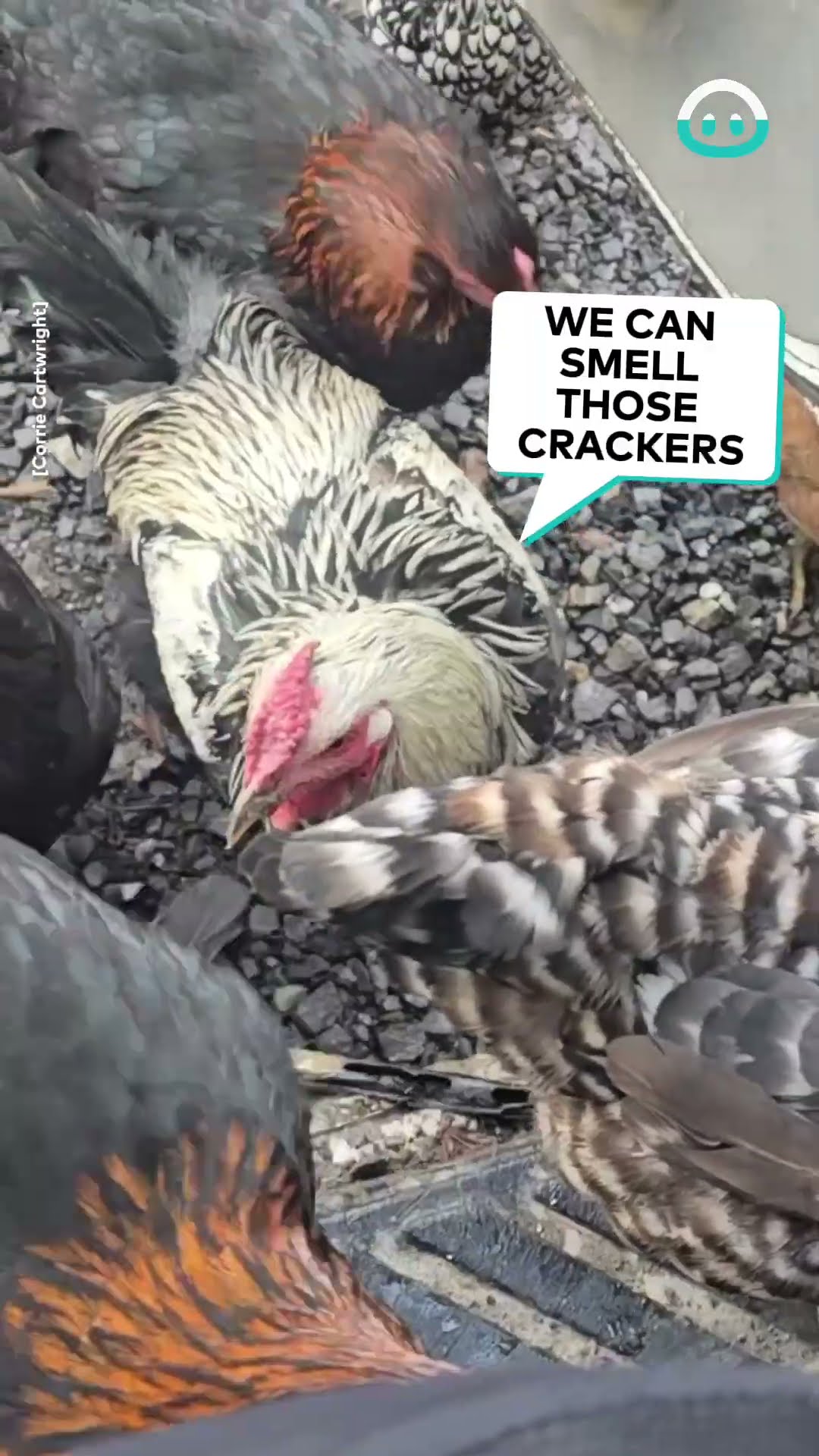 Chickens Invade Delivery Truck || ViralHog