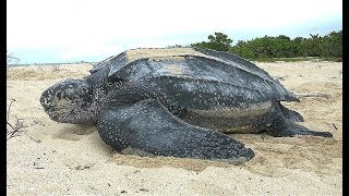 Facts: The Leatherback Sea Turtle