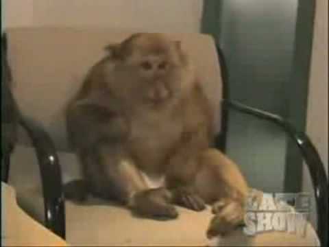 Video: Who Is A Sneezing Monkey
