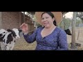Aprendiendo a ordeñar vacas lecheras - recordando mi niñez