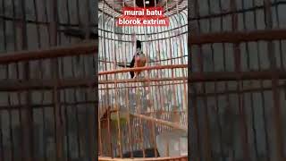 Download Lagu Murai batu warna blorok extrim #muraibatu #kicaumania #muraibatualbino #muraiblorok #muraibatugacor MP3