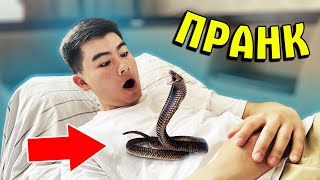 ПРАНК ✦ ЖЫЛАНДЫ КӨРІП ТҰРАР ТЫШЫП ЖІБЕРДІ