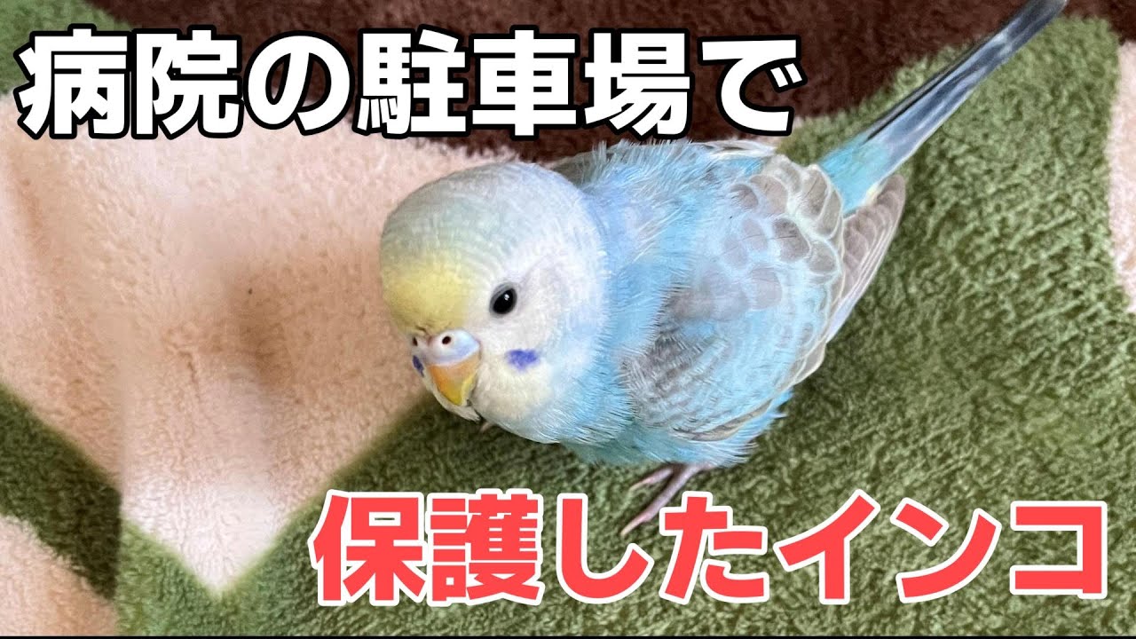 せきせいいんこ I will tell you about my encounter with Sora - YouTube