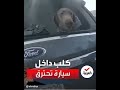 مشهد مؤثر لإنقاذ كلب من سيارة تحترق مشهد مؤثر لإنقاذ كلب من سيارة تحترق