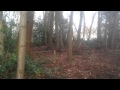 Large Munsterlander retrieving の動画、YouTube動画。