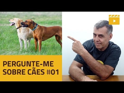 Vídeo: Pergunte a um treinador de cães: por que meu cão não responde às minhas sugestões?