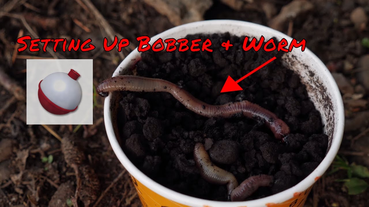 Trout Fishing Worms  How To Set Up Bobber & Worm For Trout Fishing Lakes  Or Ponds 