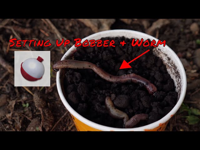 Trout Fishing Worms  How To Set Up Bobber & Worm For Trout Fishing Lakes Or  Ponds 