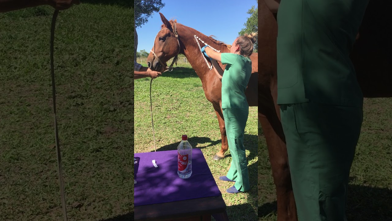 Vías de administración equino