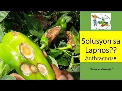 Video: Anthracnose Fungus: Paano Mo Ginagamot ang Anthracnose Disease