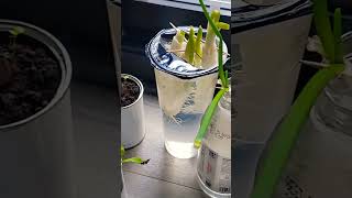 grew green onion with only..water?!!! #youtubeshorts #jeju #jejuisland #vlog #nyc #newyorkcity #new