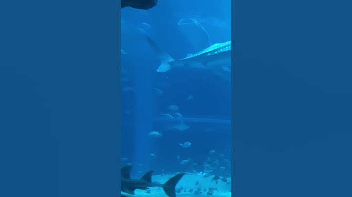 [Osaka  aquarium Kaiyukan] Healed by the graceful swimming of giant whale sharks and other fish