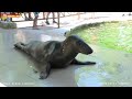 Маэстро Плюх - радость взрослых и детей. Тюлень. Тайган. Seal Maestro - joy of adults and children.