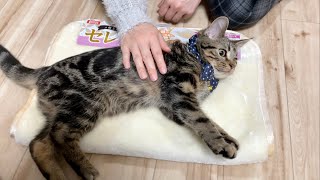 子猫に高級毛布をプレゼントしたらもふもふが気持ち良すぎてダメになってしまいましたw