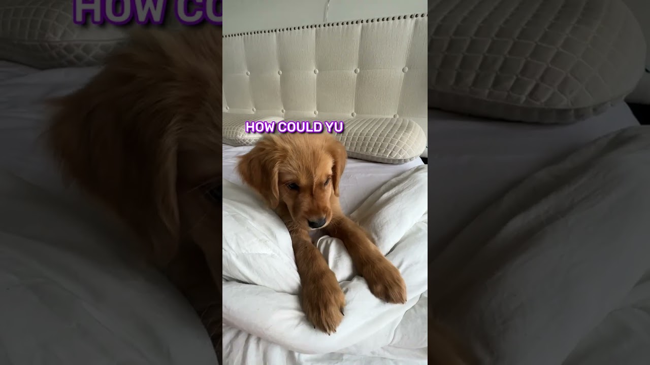 Booping My Dog One Too Many Times...