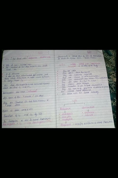 Biology Notes Circulatory System Class 10 Icse YouTube biology-notes-circulatory-system-class-10-icse-youtube