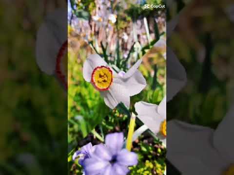 Youth Is Like A Flower Shorts Shortsvideo 