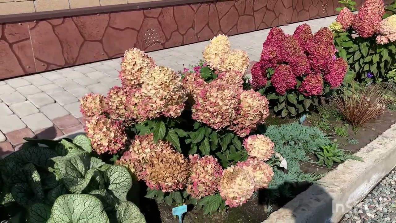 18.09.2025. Хакасия. 🌺Гортензии на пике своего цветения 🌺