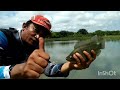 mancing di tambak ini panen ikan nila