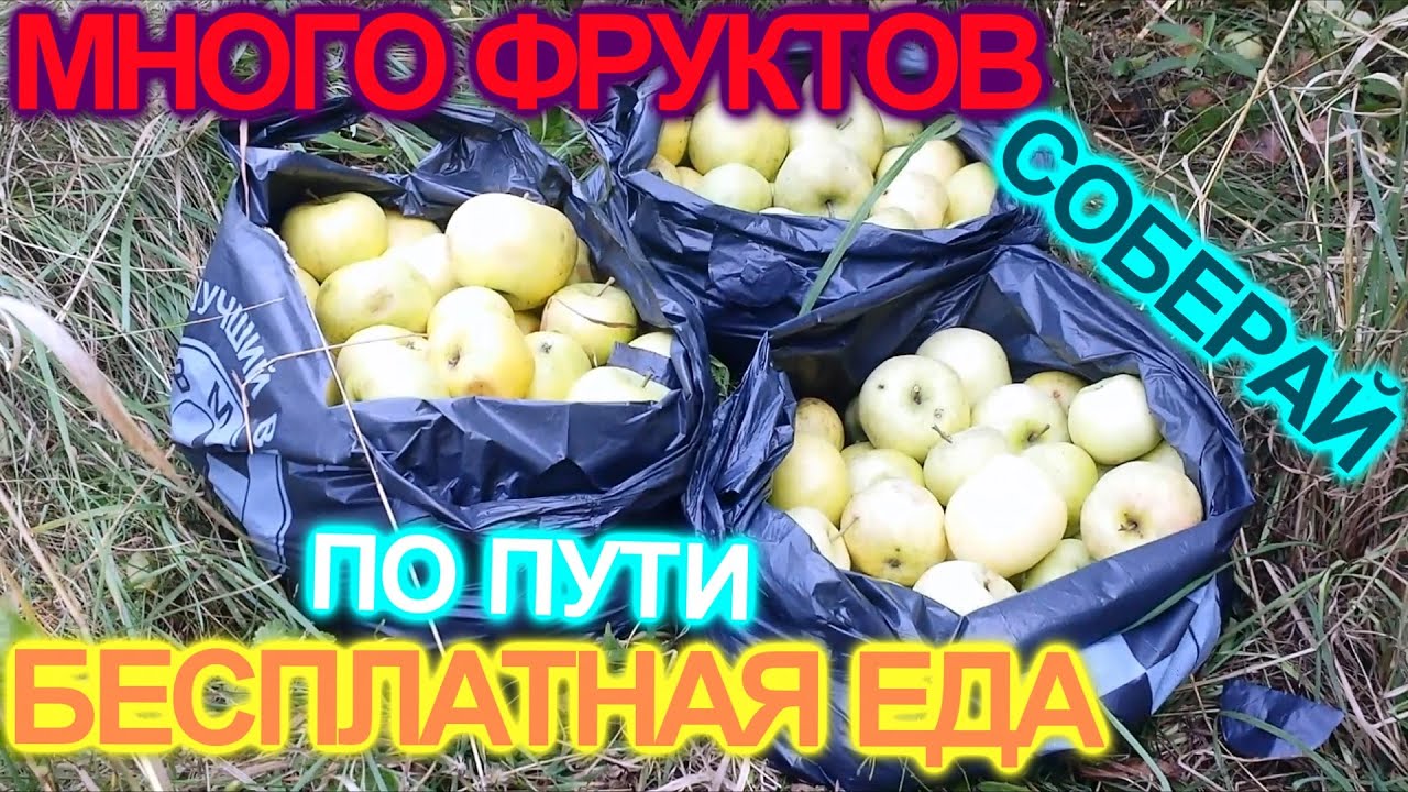 Бесконечная бесплатная еда, Фруктоедение - питался в деревне вкусно ...