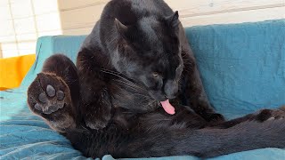 50 sleeping positions for Luna the panther / The panther turns into a dragon when hungry 😈(ENG SUB)