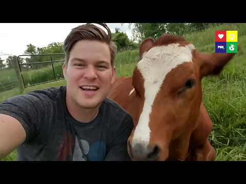 6 Things You Didn't Know About Cows [WATCH TILL THE END]