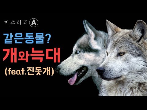 같은 동물일까? 개와 늑대 / (Feat.진돗개, 늑대개)