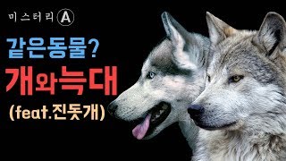 같은 동물일까? 개와 늑대 / (Feat.진돗개, 늑대개)