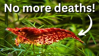 Dying shrimp? 7 common reasons why your shrimp die!