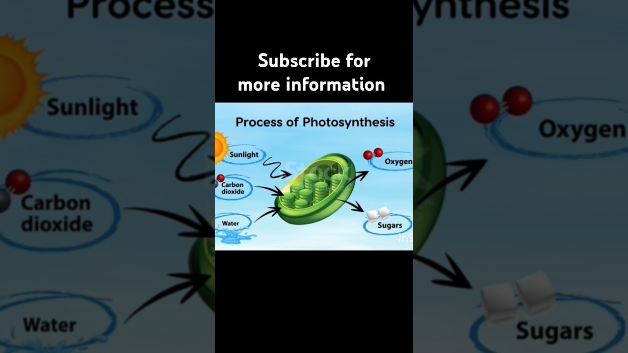 TET Exam|photosynthesis/process of photosynthesis