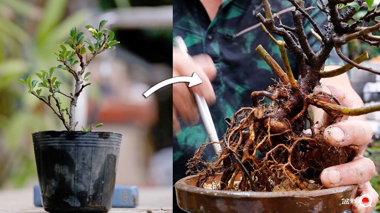 2年前に畑に植えた長寿梅が急成長！2種類の盆栽を作る【盆栽Q】