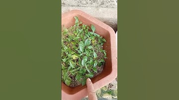 Thời Tiết Mát Tranh Thủ Nhân Giống Hoa Thược Dược# shorts