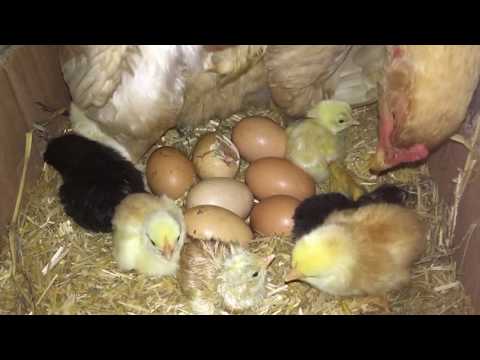 Gurk tavuk ve 21. Gün civciv çıkımı - Mother Hen and Baby Chicks - Hen Harvesting