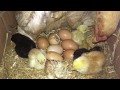 Gurk tavuk ve 21. Gün civciv çıkımı - Mother Hen and Baby Chicks - Hen Harvesting