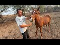 Caballos que compramos mira como estan 