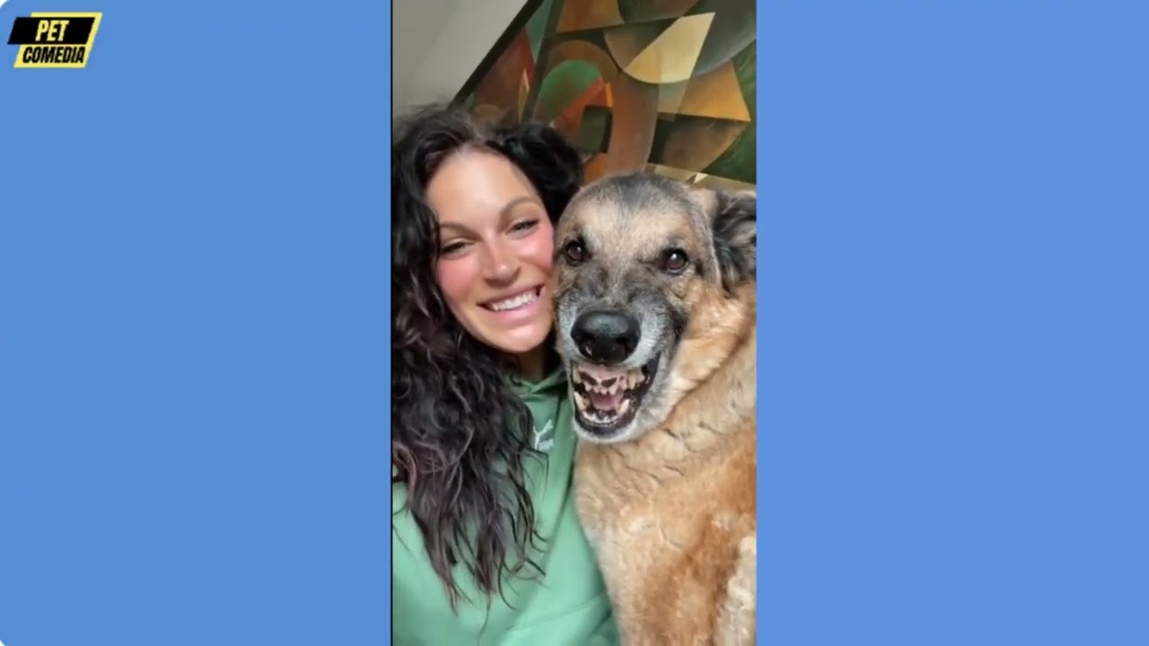 Hilarious Funny Dog Compilation| Cutest and Funniest Dogs Ever! Compilation #109 | Pet Comedia