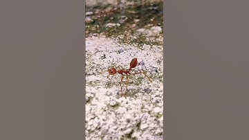 Red ants close up #nature #insect#habitat #video #behavior #species #tiny #creature #love #fun
