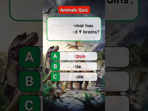 Animal Quiz Challenge