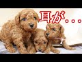 【トイプードル子犬】耳はいつ聞こえるの?4週間目の成長をみてほしい