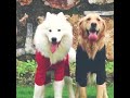 とてもファッションな犬服、冬の最適な選択！！！
