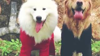 とてもファッションな犬服、冬の最適な選択！！！