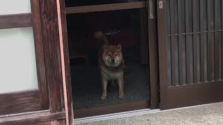 玄関の中から色んな体勢でこちらを見てくる柴犬　　Shibe was looking over here from the front door with various postures.