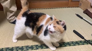 【三毛猫】人が来ると嬉しそうにする猫2023年1月15日