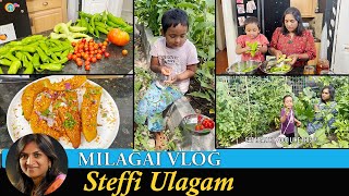 Milagai Vlog in Tamil | Harvesting Chilli from Garden | Steffi Ulagam