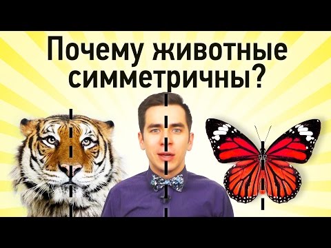 Видео: Какое животное радиально-симметрично?