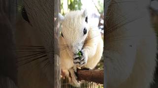 poor squirrel stuck inside the cage